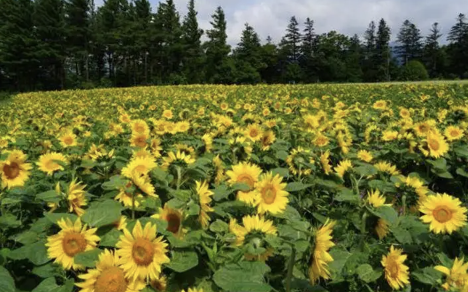Every year in early August sunflowers are in bloom