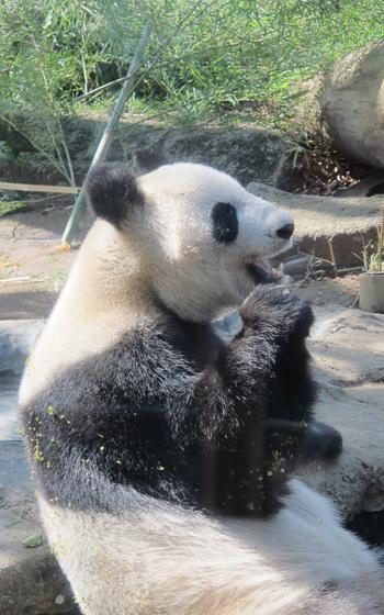 panda at Ueno Zoo