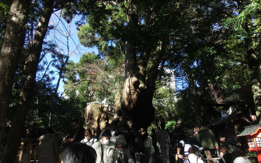 Visitors walk around the huge tree.