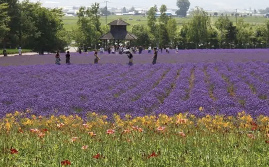 Lavender field