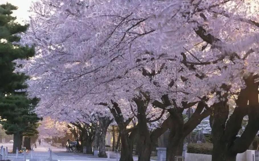 Towada City Kanchogai-dori cherry blossoms in Aomori Prefecture