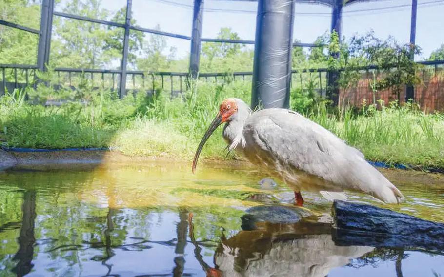 A toki bird on a pond.