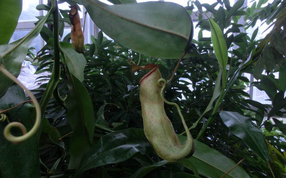 Tropical flowers and trees room (carnivorous plants)