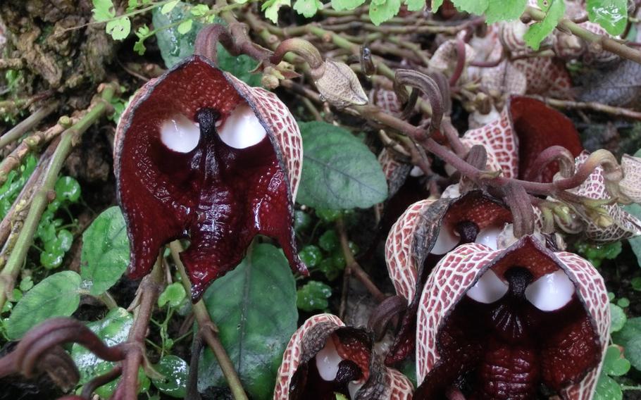 Tropical flowers and trees room (Aristolochia salvadorensis)