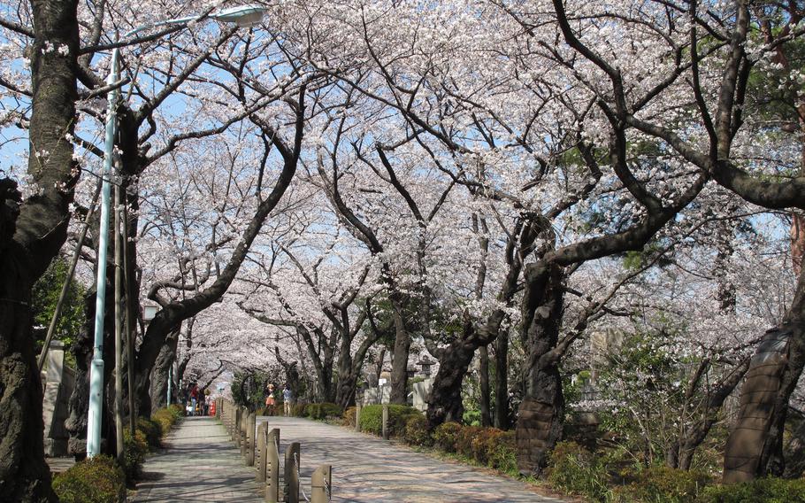 cherry blossoms. and a street.