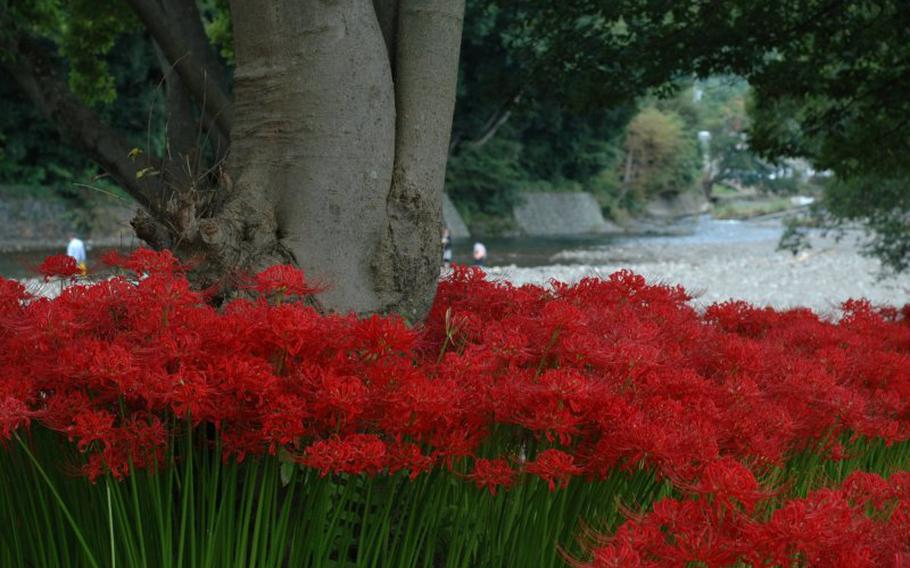 The red carpet is right beside the Koma River.