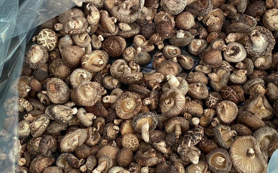 Shiitake muchroom cultivation in Takachiho Town