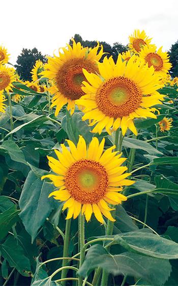Sunflowers