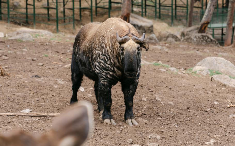 Takin is a large mammal with the head of goat and body of a cow.