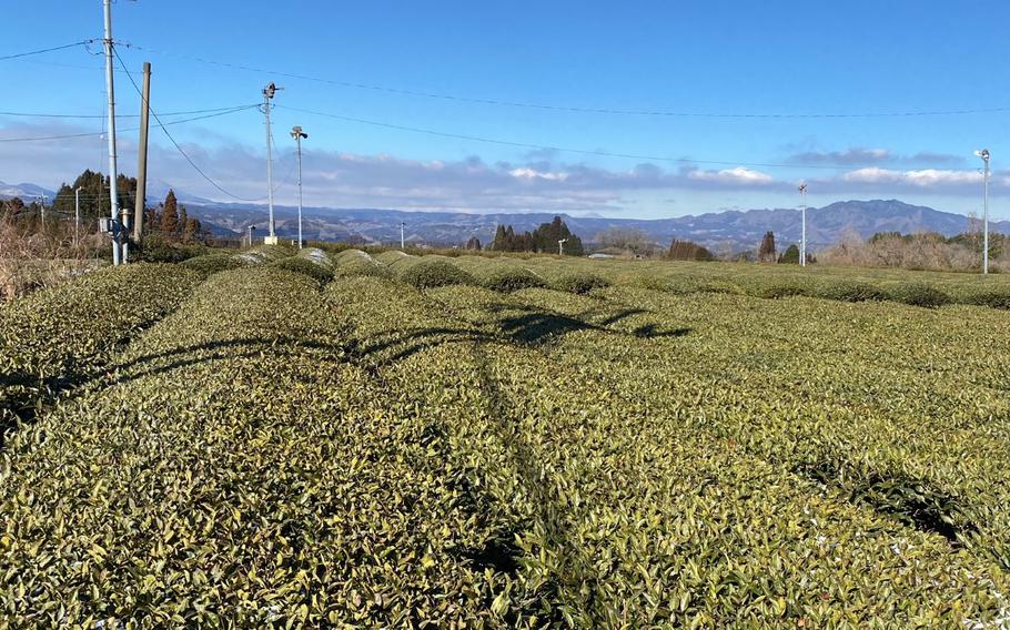 Tea field in Gokase Town