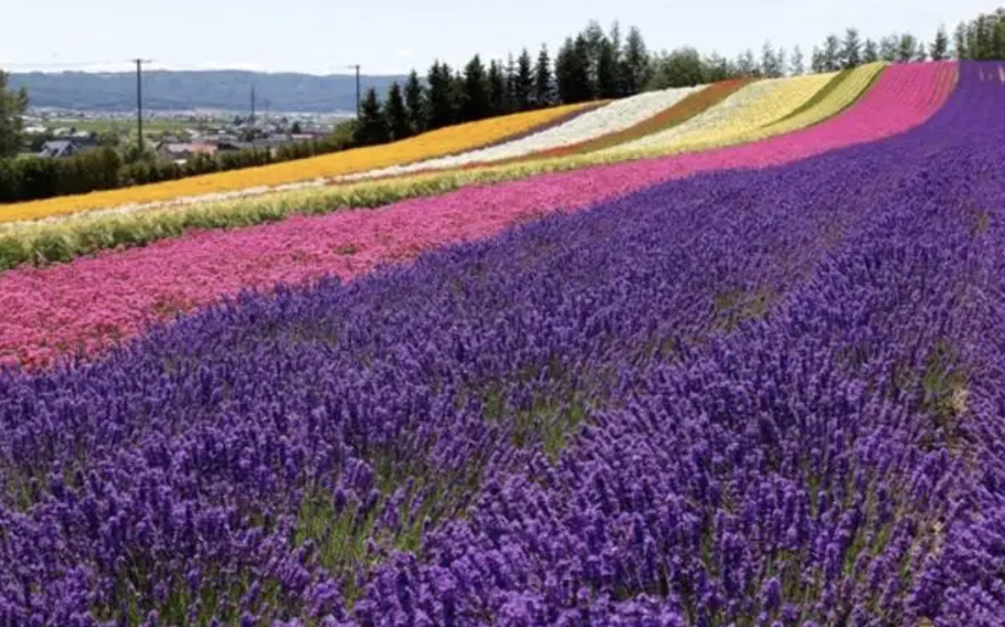 A hill covered with colorful flowers, Irodori Field is a famous spot for snapping pictures.