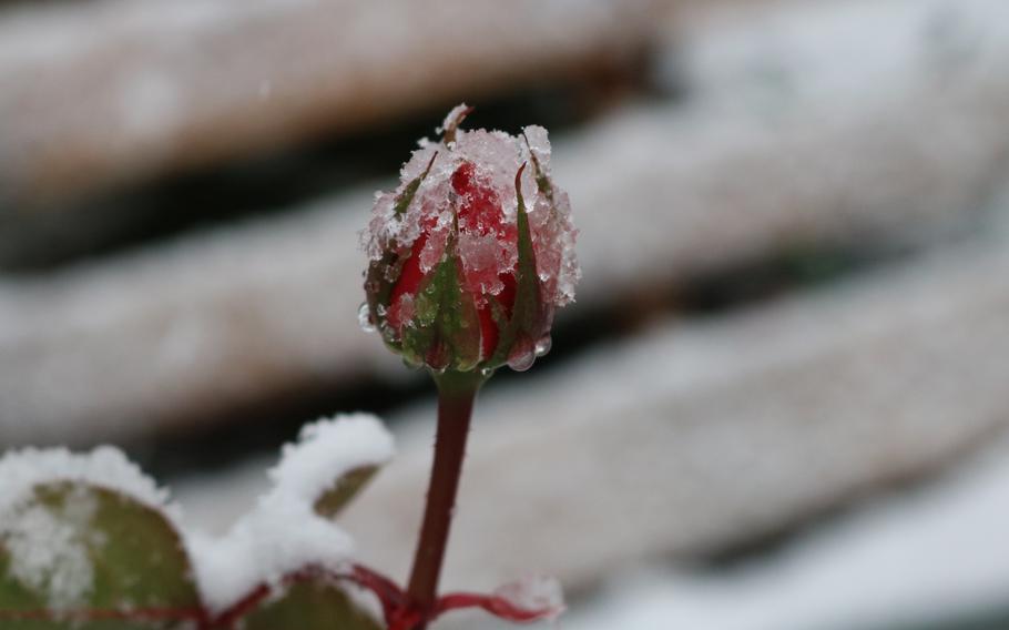 Snow is falling on a bud.