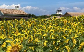 Sunflowers in Soleil Hills Yokosuka.