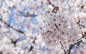 Full close-up photo of cherry blossom.