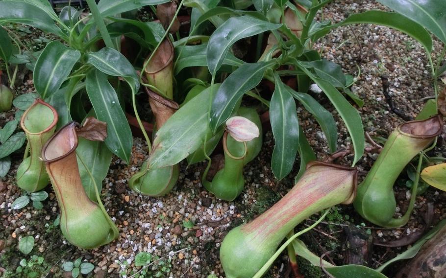 Tropical flowers and trees room (carnivorous plants)