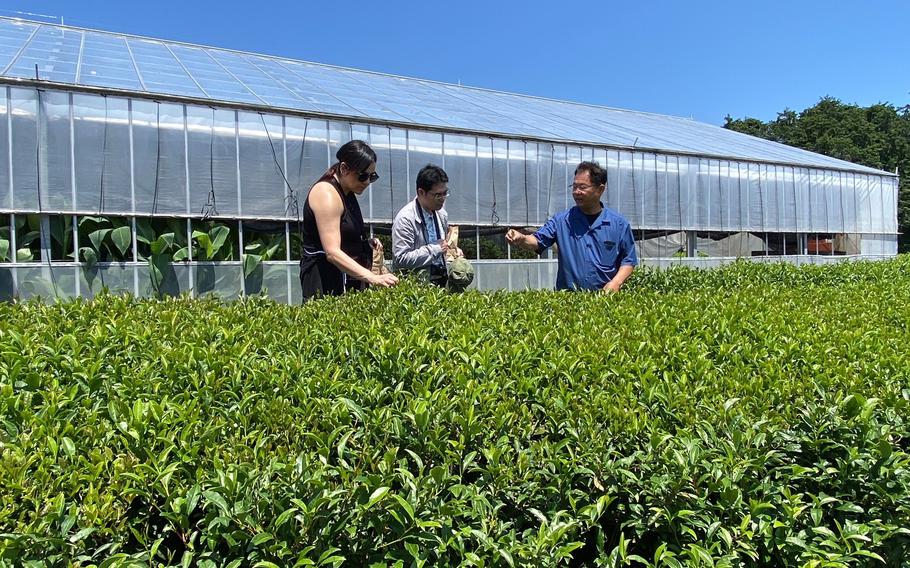 Yamataka Sakurai Seicha Tea Farm