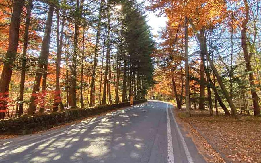 fall foliage and road