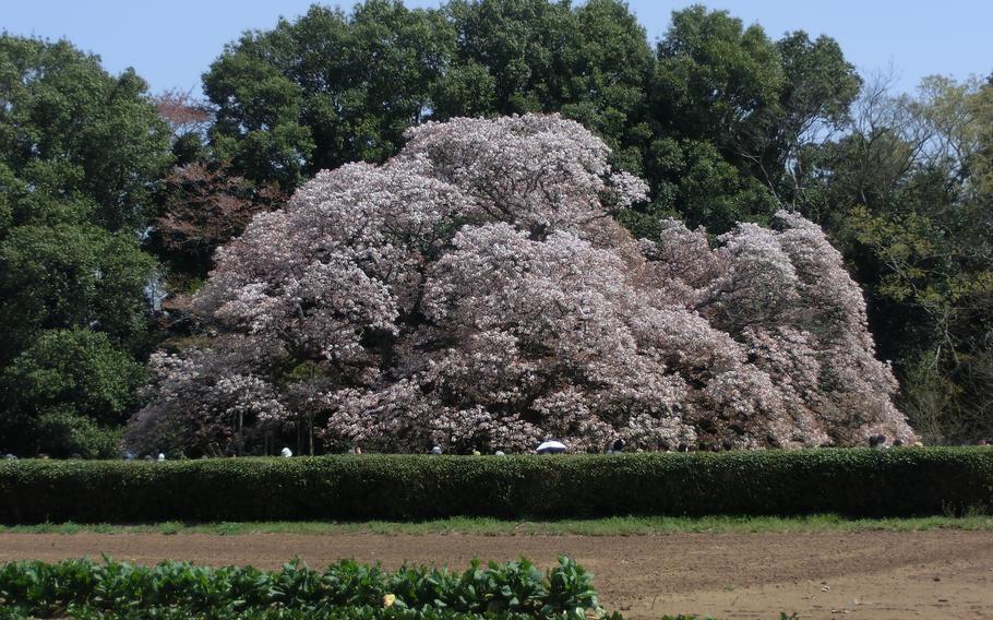 Yoshitaka no ozakura