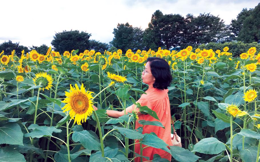 Sunflowers