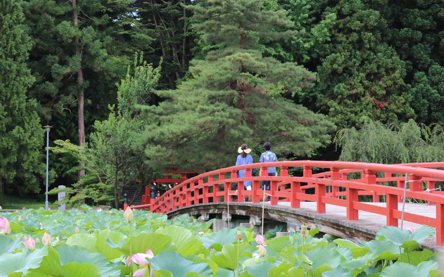 lotus blossoms are in full bloom at Saruka Park.