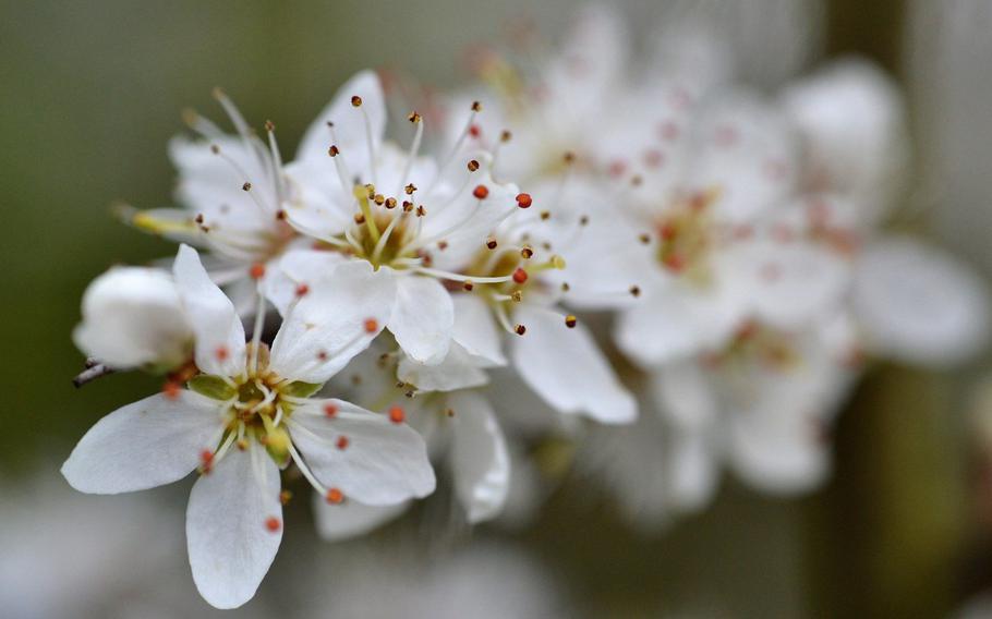 Hagi Okan Plum Garden Festival in Yamaguchi Pref. will run through Mar. 10.
