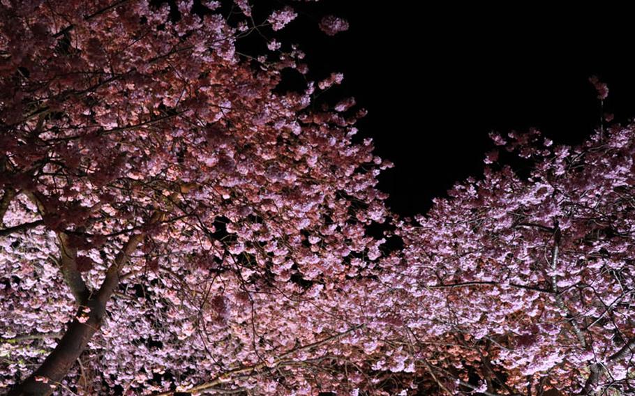 Kawazu cherry trees at night, along the Kawazu River, lit by footlights along the walking path. Travelers flock from across Japan, and beyond, to see the Kawazu cherry trees in full bloom.