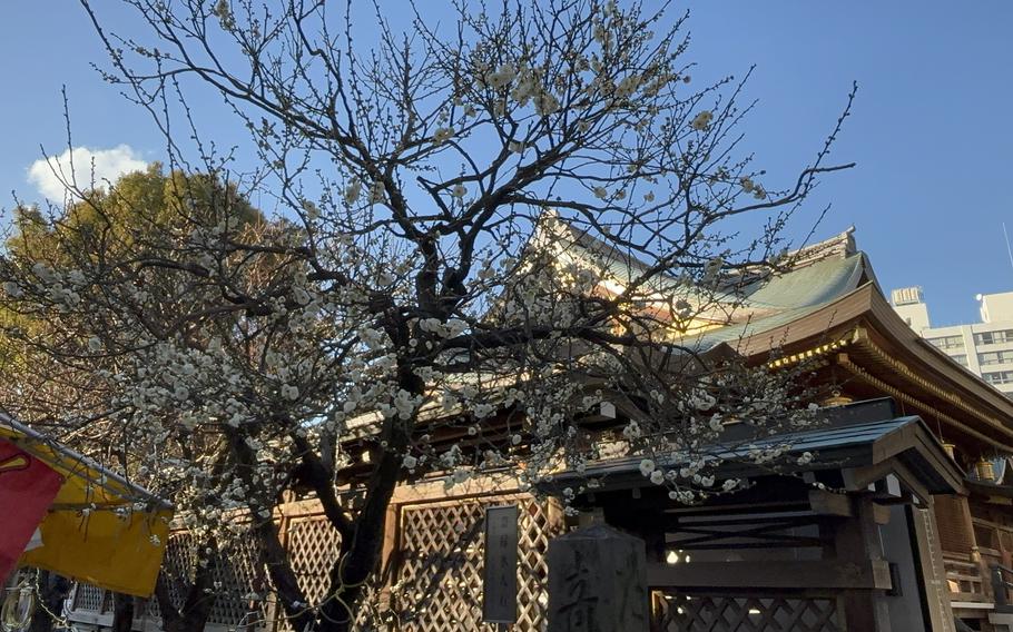 A plum tree can be seen in front of one of the buildings in the shrine.