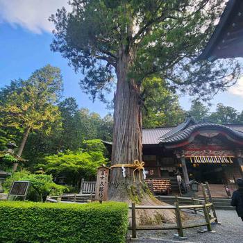 One-thousand-years-old cedar tree