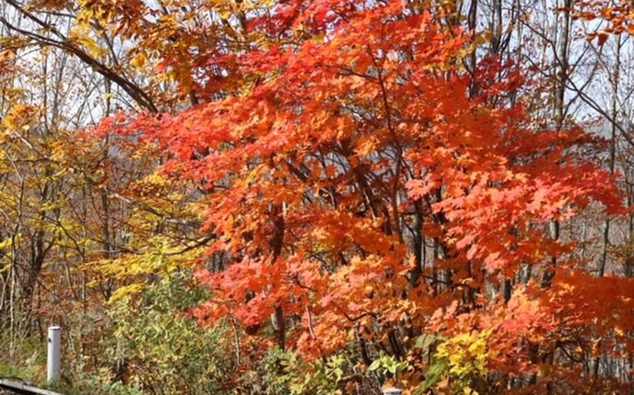 autumn foliage in the daytime.