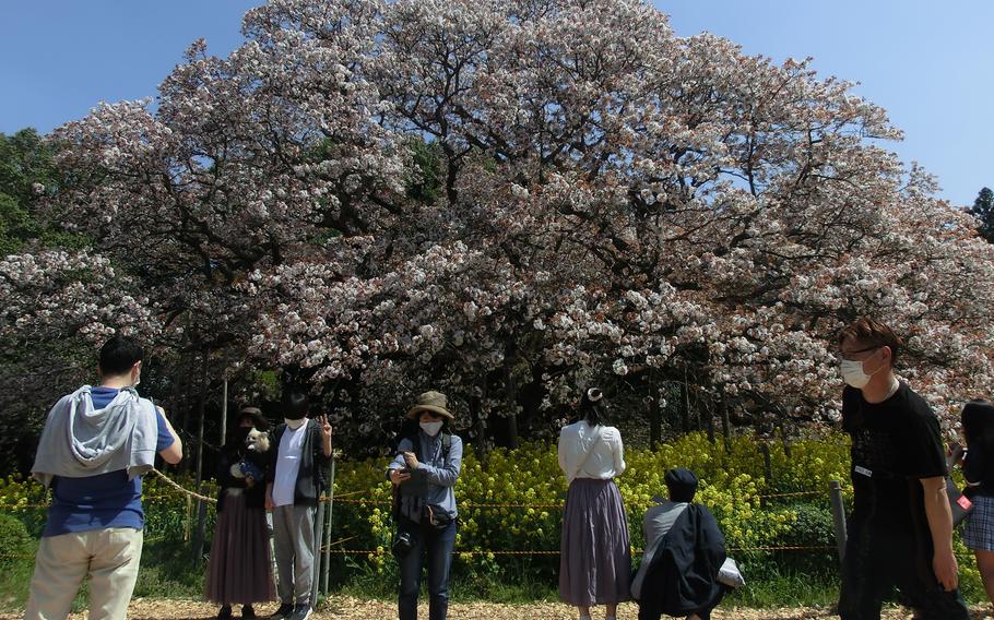 Yoshitaka no ozakura