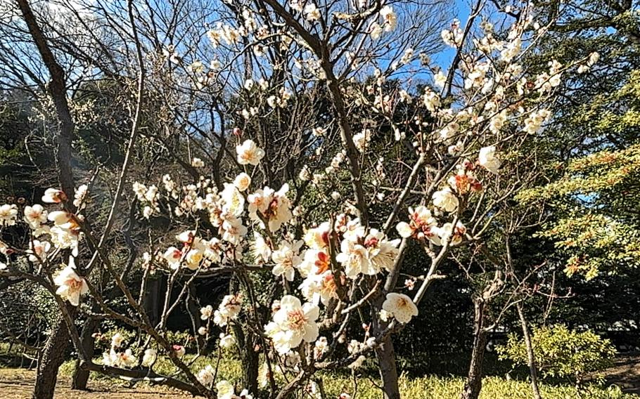 plum blossoms.