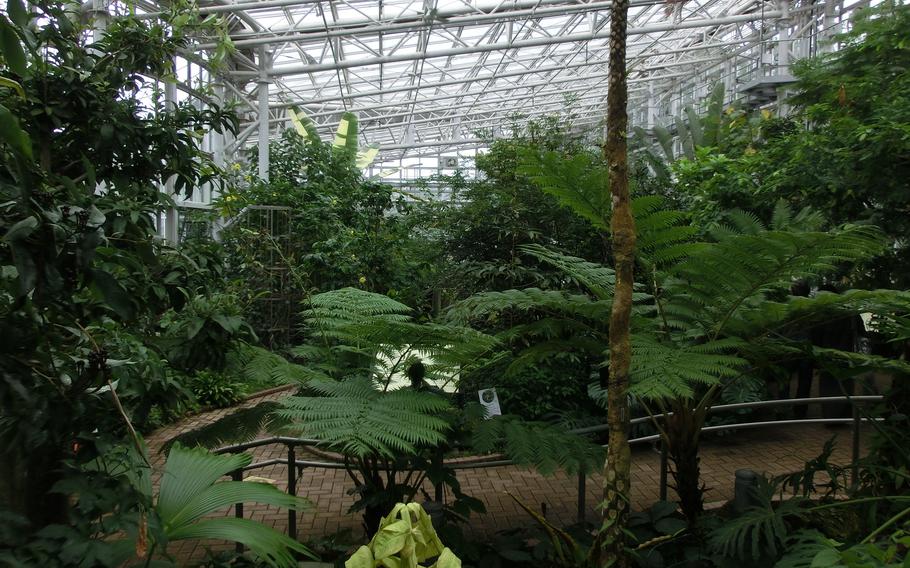 Tropical flowers and trees room