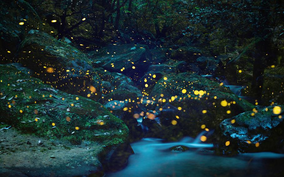 Fireflies flying around while emitting a beautiful yellow light on an early summer night