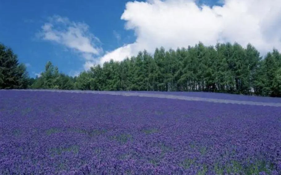 The Traditional Lavender Field located along the slope is also another place to stop by!