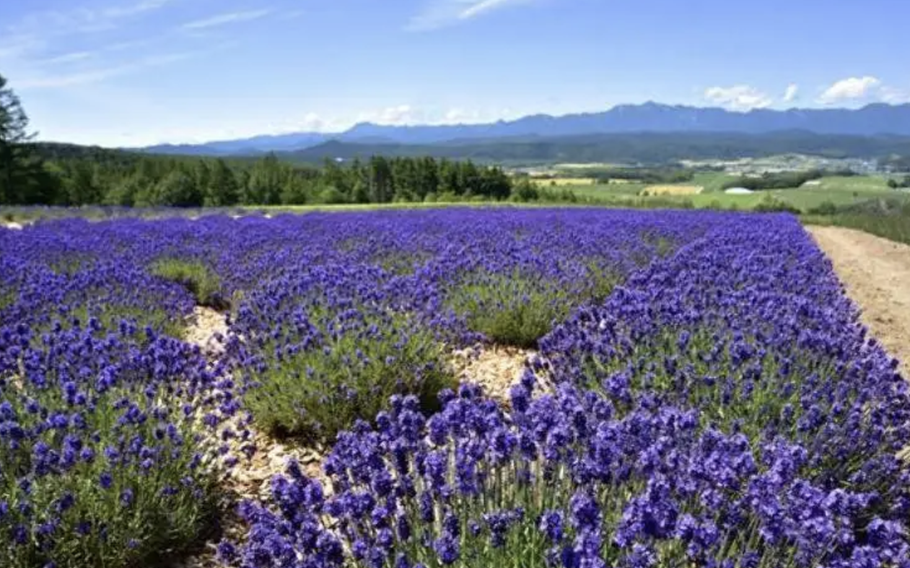Lavender field