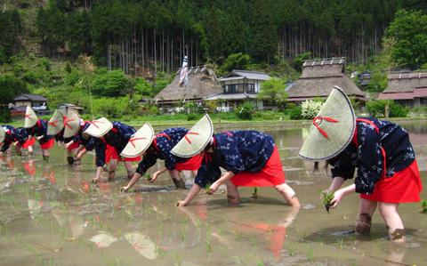 Photo Of people planting rice.
