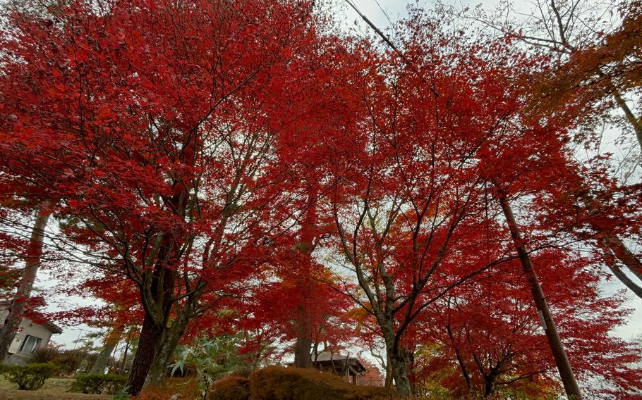 autumn leaves taken under the tree.