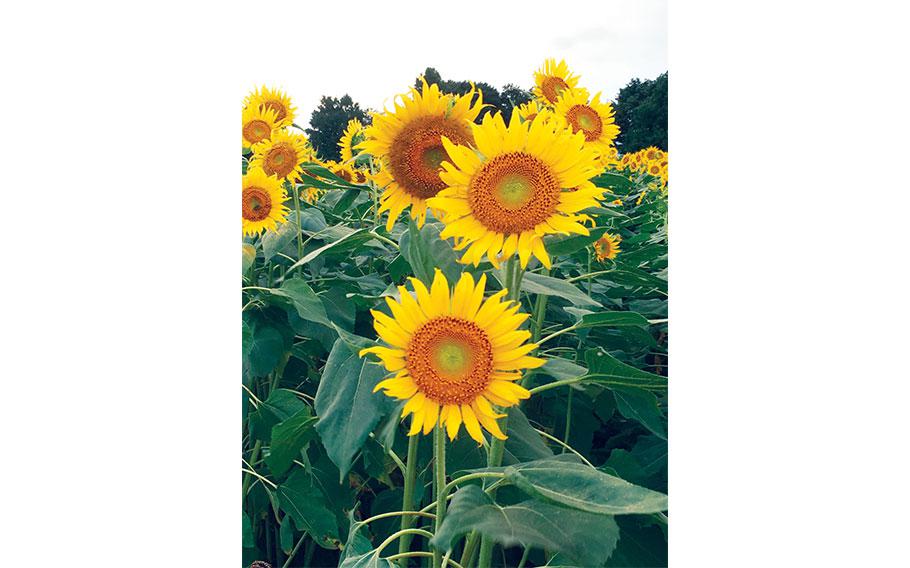 Sunflowers