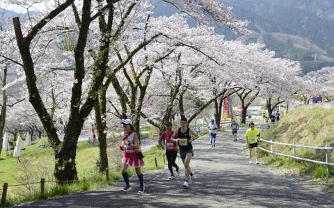 Photo Of Lake Sagami Sakura Run 2025 on March 30: Run (or walk!) through one of the Kanto region’s top blossom spots