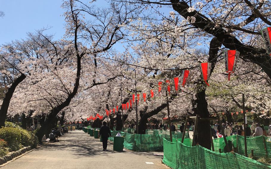 cherry blossom at Ueno Park