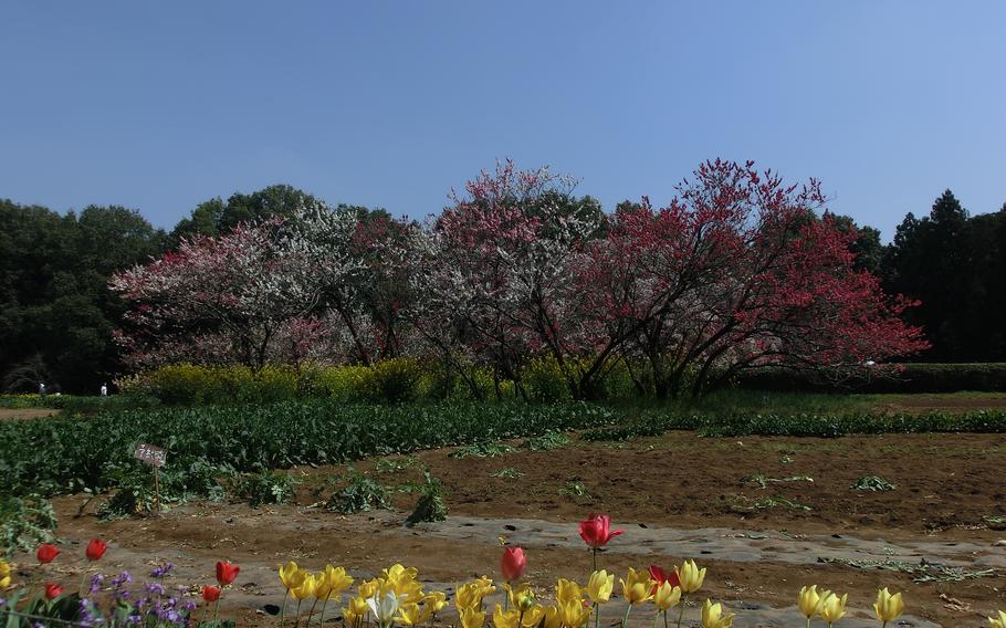 Blossom peach trees and tulips near the cherry blossom tree.