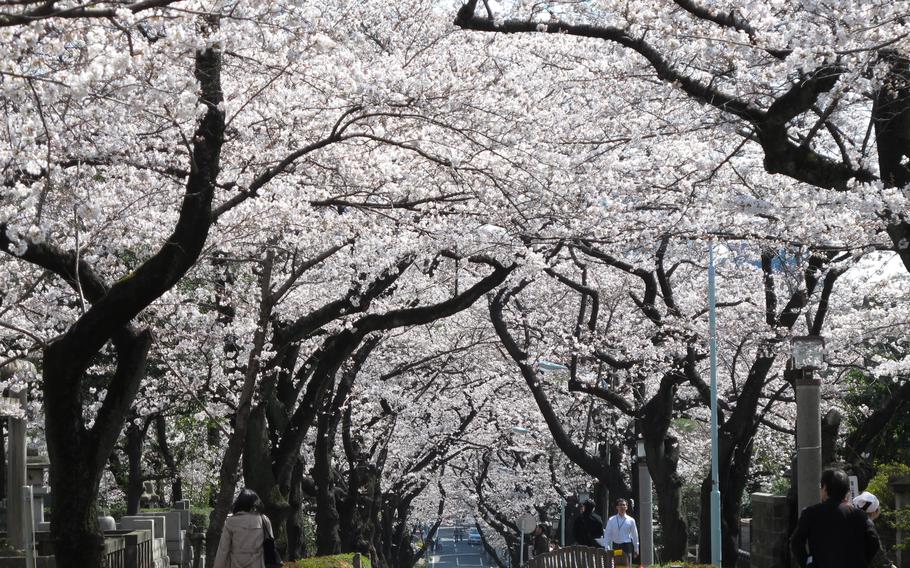 cherry blossoms. and a street. some people are walking on the street.