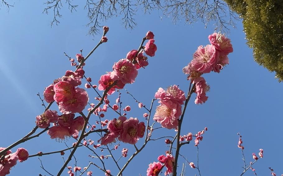 plum blossoms.