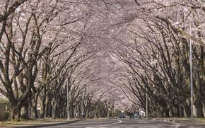 Cherry blossoms are in full bloom along McGuire Avenue at Yokota Air Base.