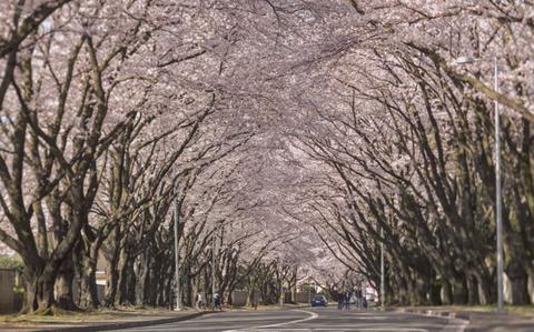 Photo Of Cherry blossoms are in full bloom along McGuire Avenue at Yokota Air Base.