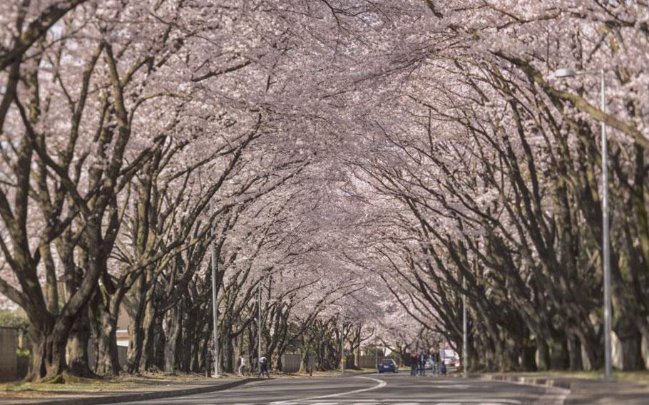 Cherry blossoms are in full bloom along McGuire Avenue at Yokota Air Base.