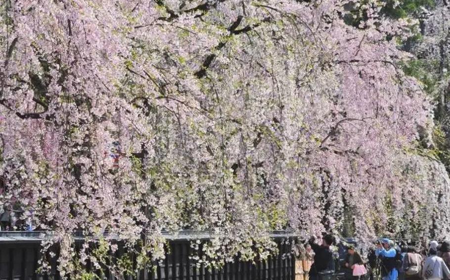 Kakunodate Bukeyashiki-dori cherry blossoms in Akita Prefecture