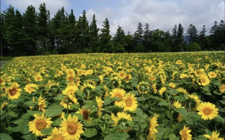 Every year in early August sunflowers are in bloom.