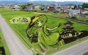 A rice paddy art.