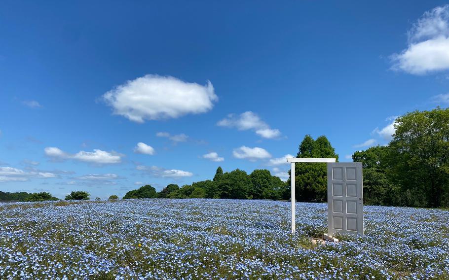 Feel dreamy on the colorful flower farms near MCAS Iwakuni | Stripes Japan